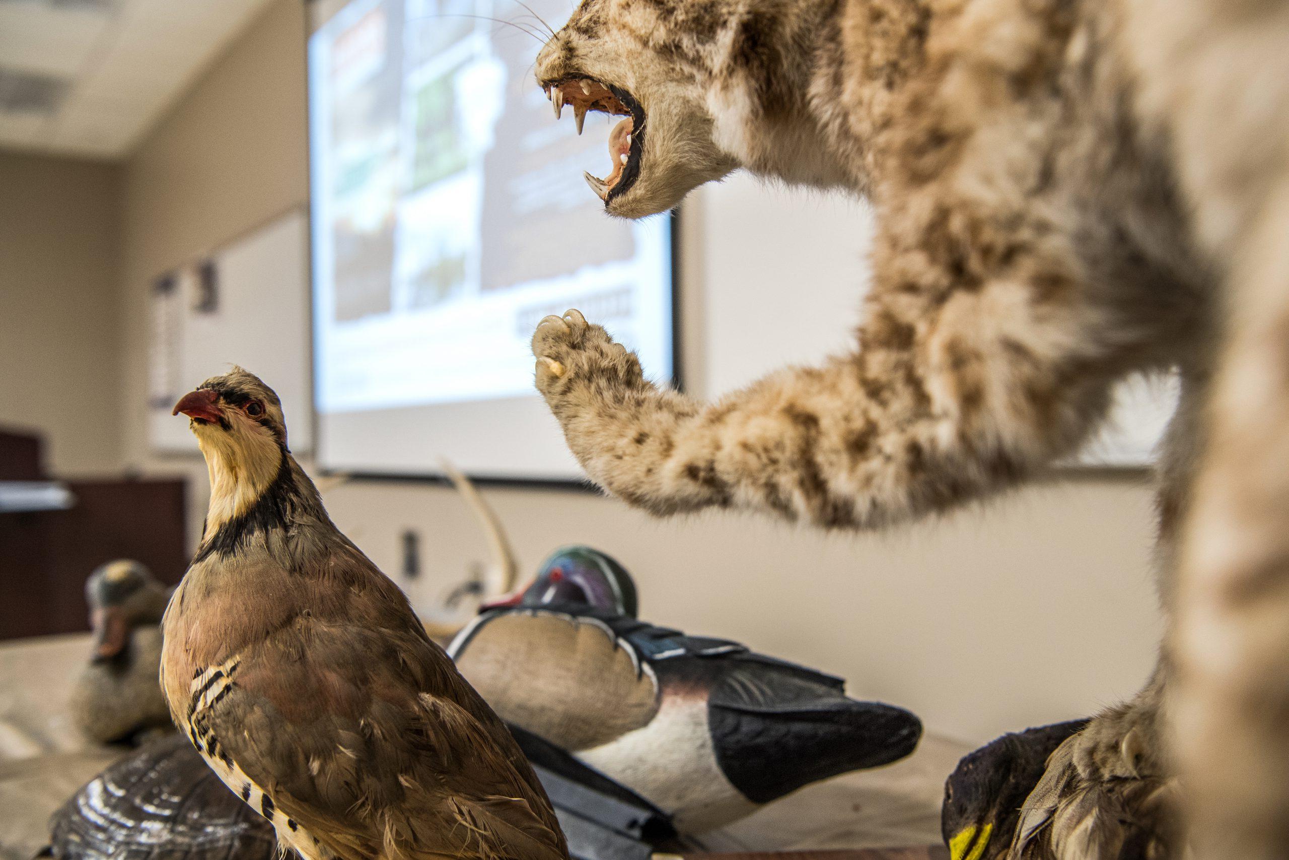 Wildlife animal models on a table in a classroom.